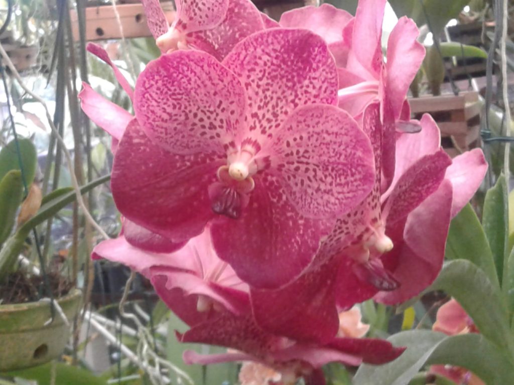 Flor orquídea rosada, sedosa e viva.